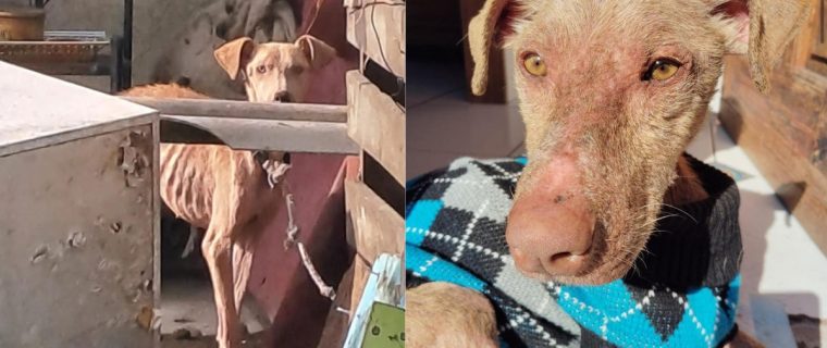 Rescate perro amarrado en La Calera