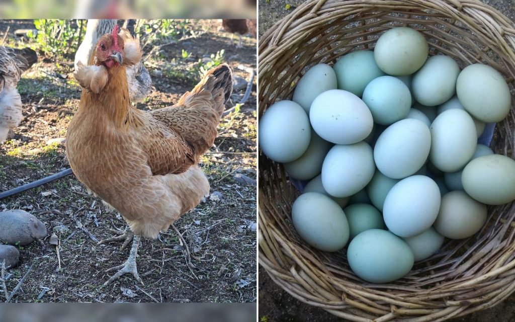 La Calera: Perros mataron a unas 30 gallinas mapuches de huevos azules que eran parte de un estudio