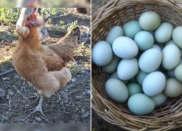 La Calera: Perros mataron a unas 30 gallinas mapuches de huevos azules que eran parte de un estudio