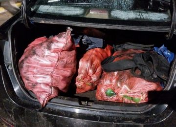 Quillota: Trataron de robar 450 kilos de paltas y huir en taxi