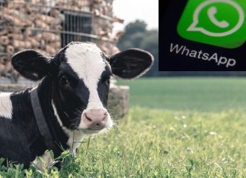 Seremi desmiente supuesto brote de enfermedad de las vacas locas en Quillota y La Calera
