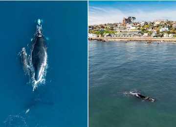 [VIDEO] Así fue el bello avistamiento de una ballena y su cría en Concón