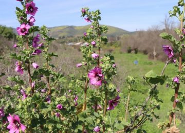 Municipio de Quillota adquiere terreno para proteger humedal en San Pedro