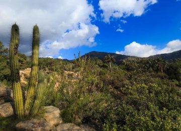 Parque Nacional La Campana reabre sus puertas al público