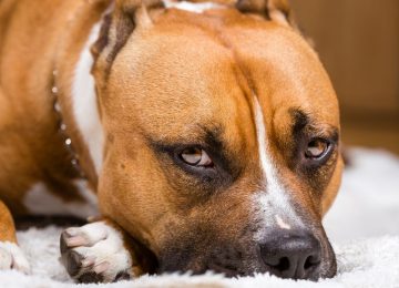 Pitbull hirió gravemente a vecino de El Melón en el rostro, cabeza y extremidades
