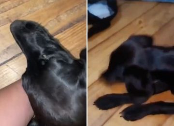 Presentan nueva querella por maltrato animal en Limache