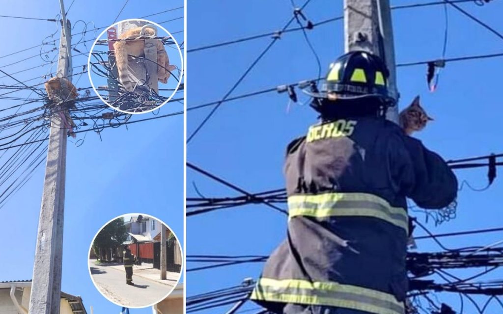 En Quillota bomberos salvaron a gato atrapado en poste de luz