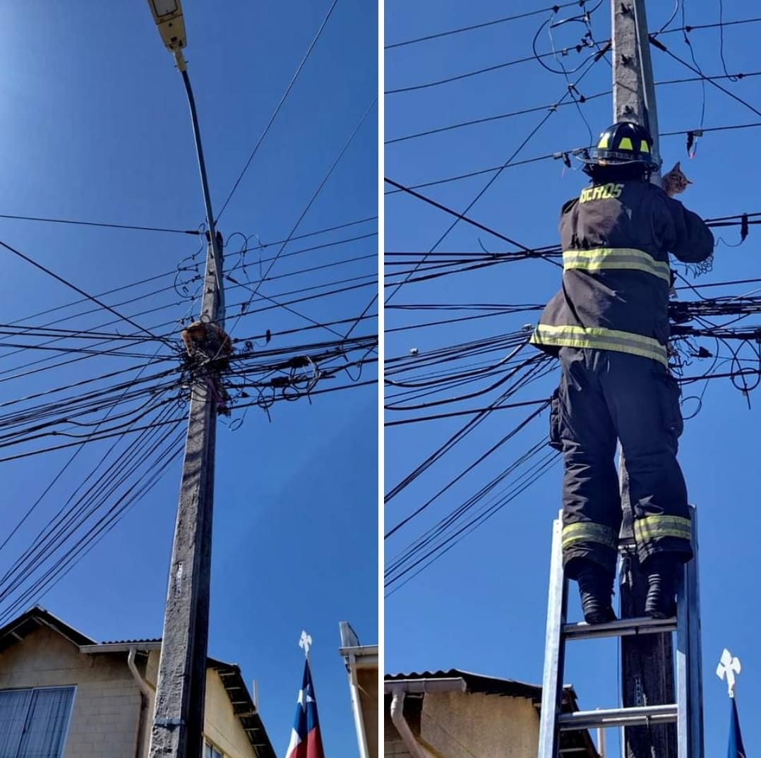 En Quillota bomberos salvaron a gato atrapado en poste de luz