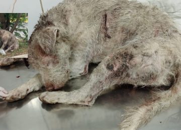  En La Calera creen que usaban a Ángel como perro de "entrenamiento" por sus múltiples heridas