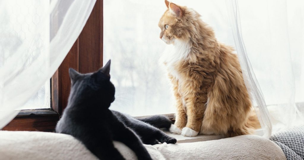 Solicitan a municipio de La Calera querellarse por cruel muerte de gatitos