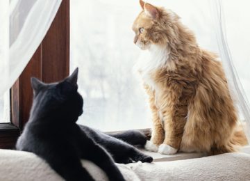 Solicitan a municipio de La Calera querellarse por cruel muerte de gatitos
