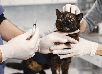 Esta semana continúan los operativos veterinarios gratuitos en Hijuelas