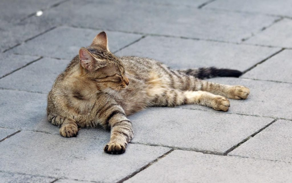 La Calera: Conmoción por hallazgo de gatitos sin vida y con piedras dentro de sus hocicos