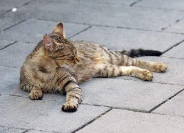 La Calera: Conmoción por hallazgo de gatitos sin vida y con piedras dentro de sus hocicos