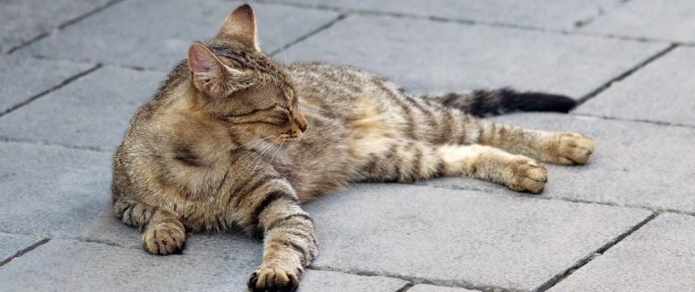 La Calera: Conmoción por hallazgo de gatitos sin vida y con piedras dentro de sus hocicos