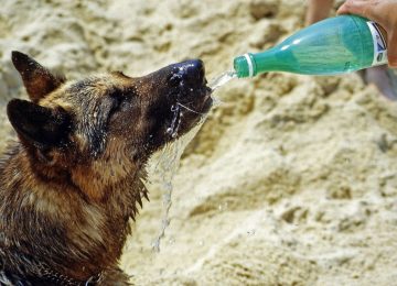 Región de Valparaíso Anuncian temperaturas de hasta 38 grados celsius
