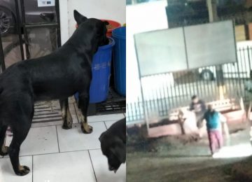 Balacera en Quillota deja un hombre herido y perrito comunitario muerto