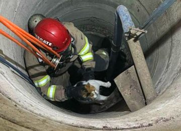 Dueña de gatito rescatado desde pozo agradeció a Bomberos de Quillota