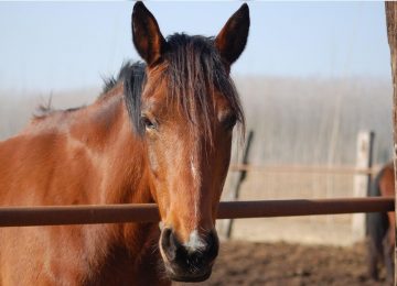 Emergencia sanitaria: Hallan tres caballos muertos en vertedero ilegal en El Melón