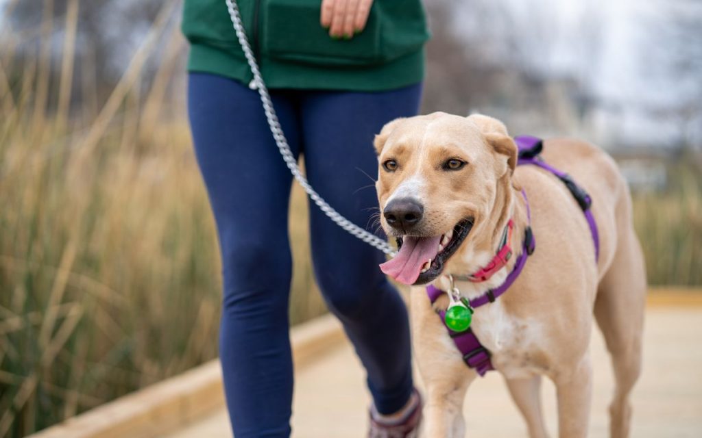 Este sábado se realiza corrida canina en Quillota
