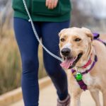 Este sábado se realiza corrida canina en Quillota