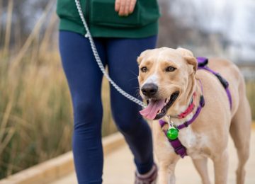 Este sábado se realiza corrida canina en Quillota