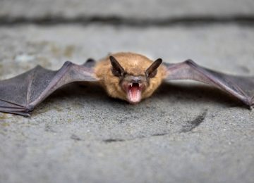 Confirman hallazgo de murciélago con rabia en colegio de Quillota