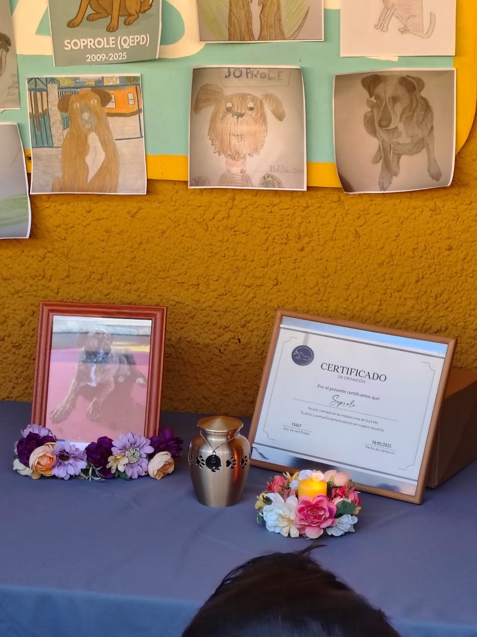 Colegio Apumanque se despide de su perrito "Soprole"