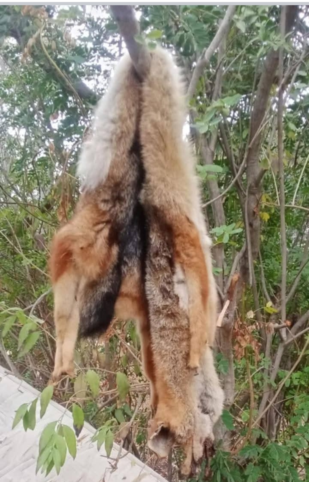 [IMÁGENES SENSIBLES] Mataron y descueraron a zorros culpeos en El Melón