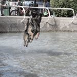 Llaman a cuidar la salud de "Globito", juguetón perrito de Quillota