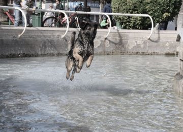 Llaman a cuidar la salud de "Globito", juguetón perrito de Quillota