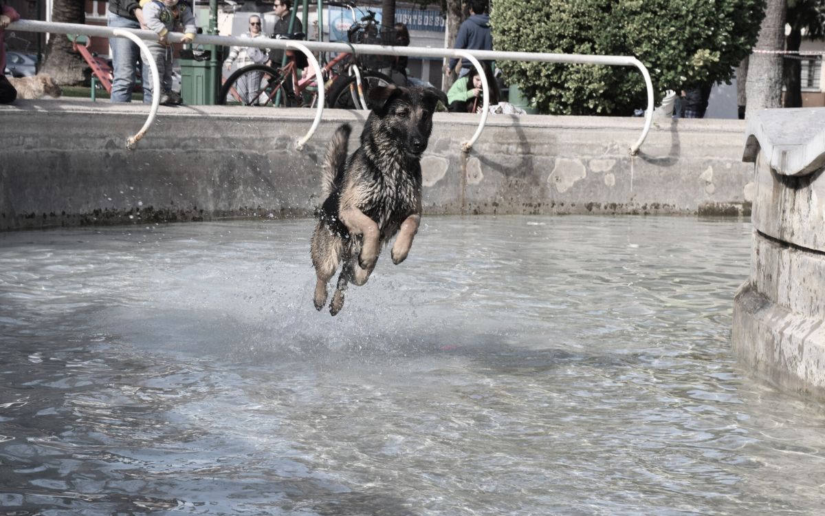 Llaman a cuidar la salud de "Globito", juguetón perrito de Quillota