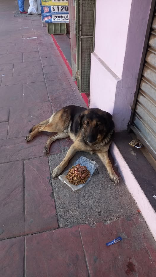 Llaman a cuidar la salud de Globito, juguetón perrito de Quillota