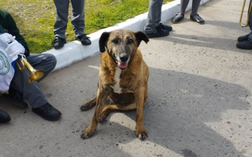 Murió Soprole, perrito amado por generaciones del Colegio Apumanque de La Calera