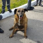 Murió Soprole, perrito amado por generaciones del Colegio Apumanque de La Calera