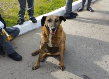 Murió Soprole, perrito amado por generaciones del Colegio Apumanque de La Calera