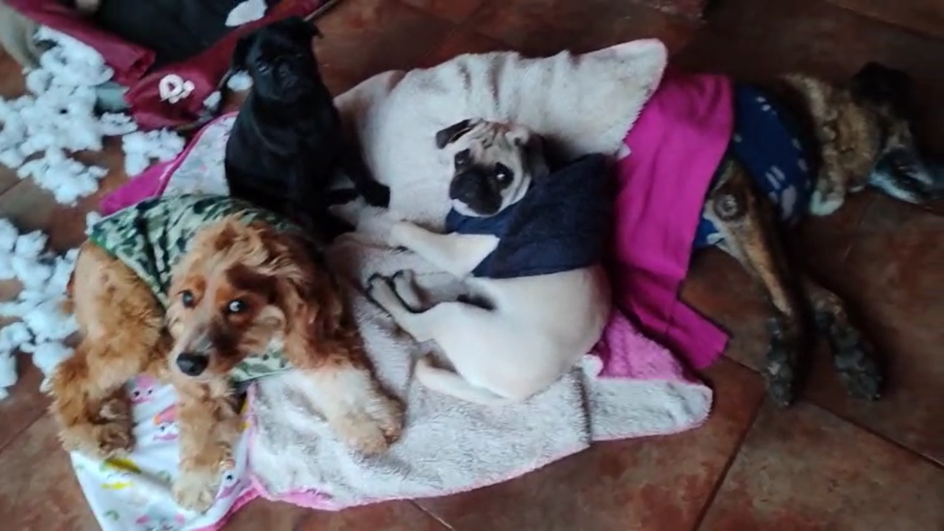 Murió Soprole, perrito amado por generaciones del Colegio Apumanque de La Calera