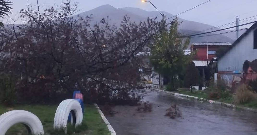 CAÍDA ÁRBOL LA CALERA