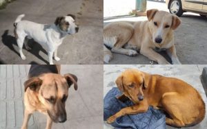 Dictan siete años de cárcel para el asesino de “El Gabi” en El Melón