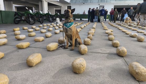 En control vehicular en Nogales descubren cargamento con casi 350 kilos de droga