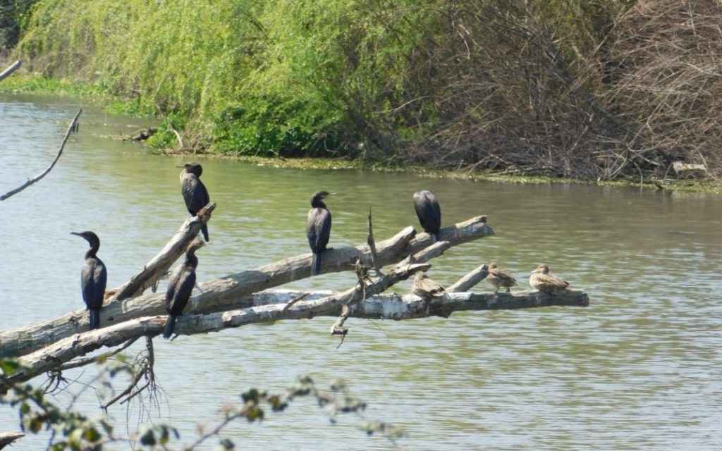 Invitan a jornada ecológica en el humedal Estero El Litre de La Calera