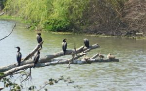 Invitan a jornada ecológica en el humedal Estero El Litre de La Calera