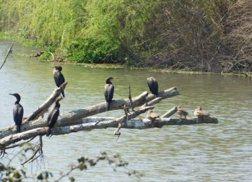 Invitan a jornada ecológica en el humedal Estero El Litre de La Calera