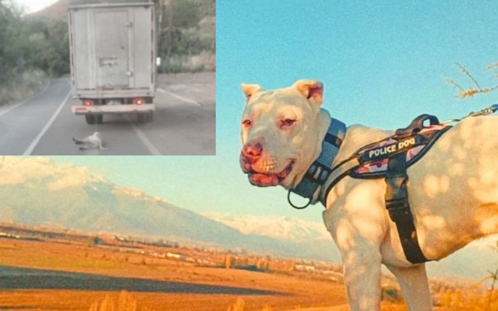 Perrito maltratado en La Peña ya tiene nuevo hogar