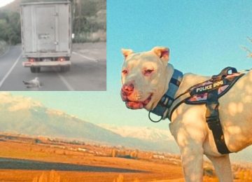 Perrito maltratado en La Peña ya tiene nuevo hogar