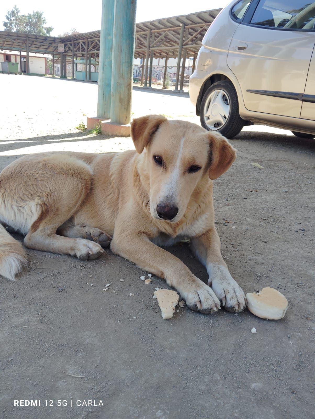 Reportan desaparición de varios perros comunitarios en La Calera