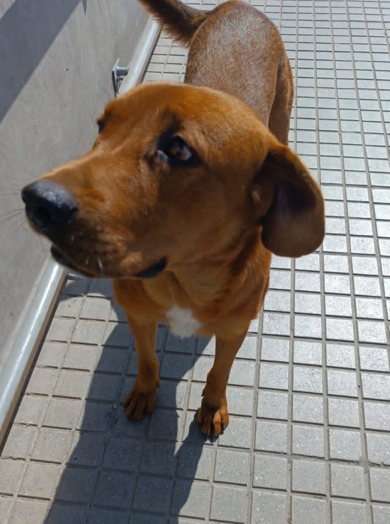 Reportan desaparición de varios perros comunitarios en La Calera