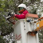 Sistema Frontal: experta advierte mal estado del arbolado urbano en la Región