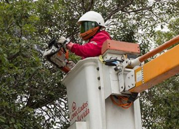 Sistema Frontal: experta advierte mal estado del arbolado urbano en la Región