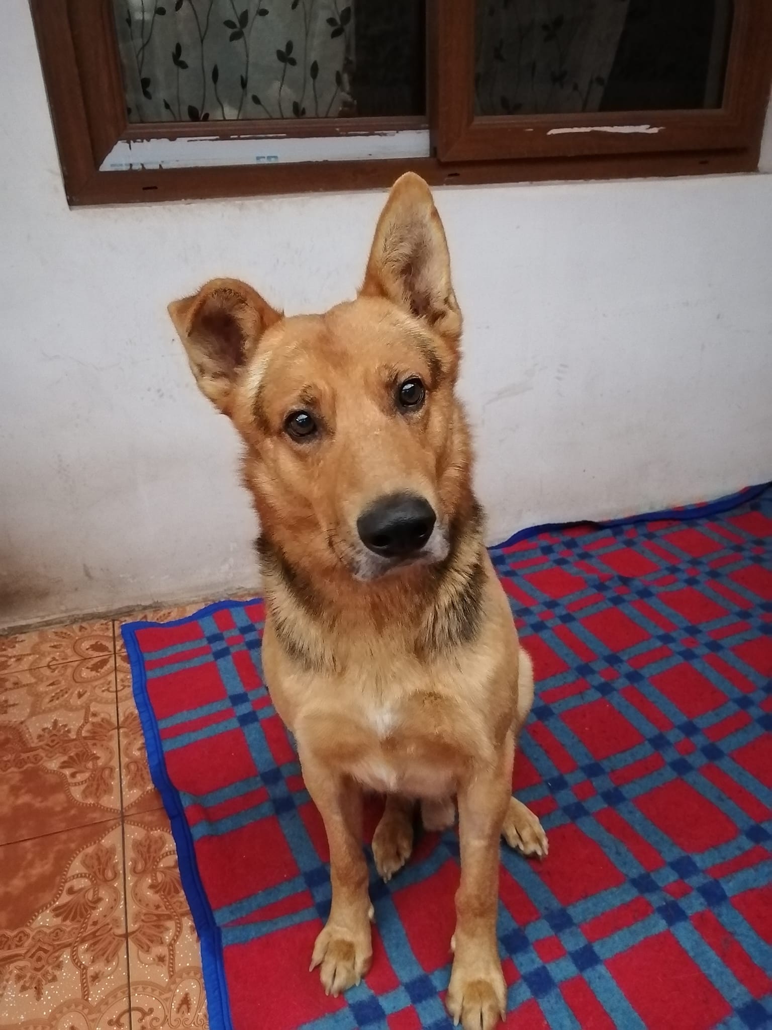 Reportan desaparición de varios perros comunitarios en La Calera
